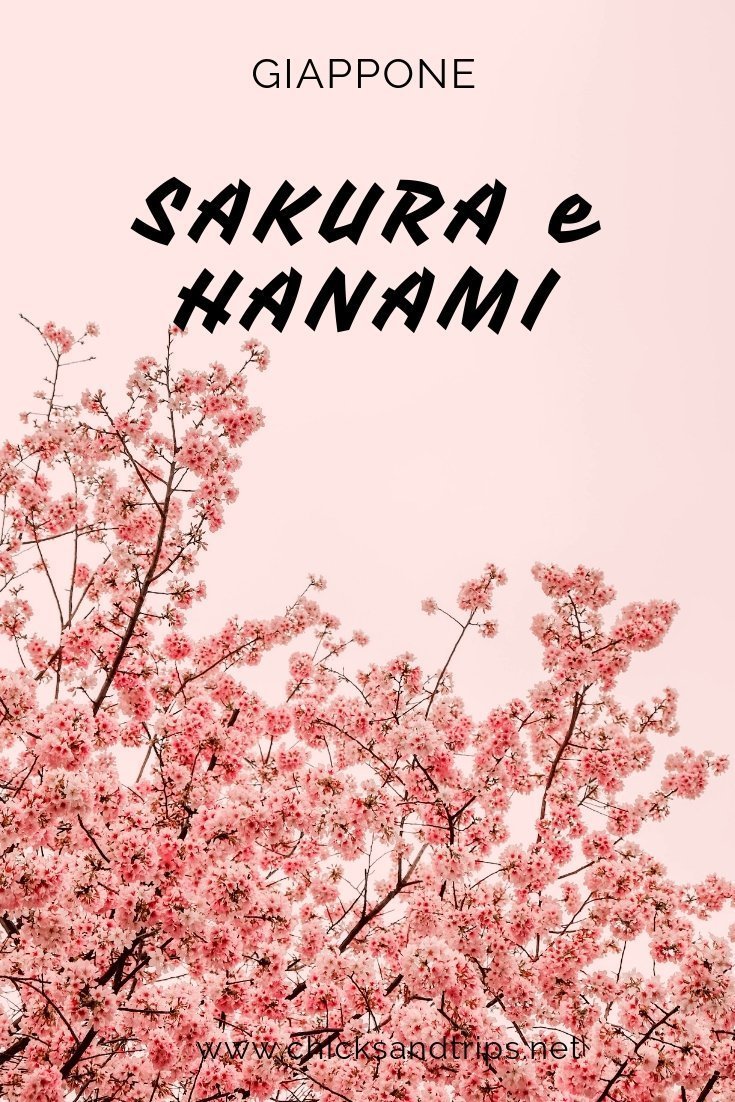 Giappone Sakura Hanami ciliegi fioritura