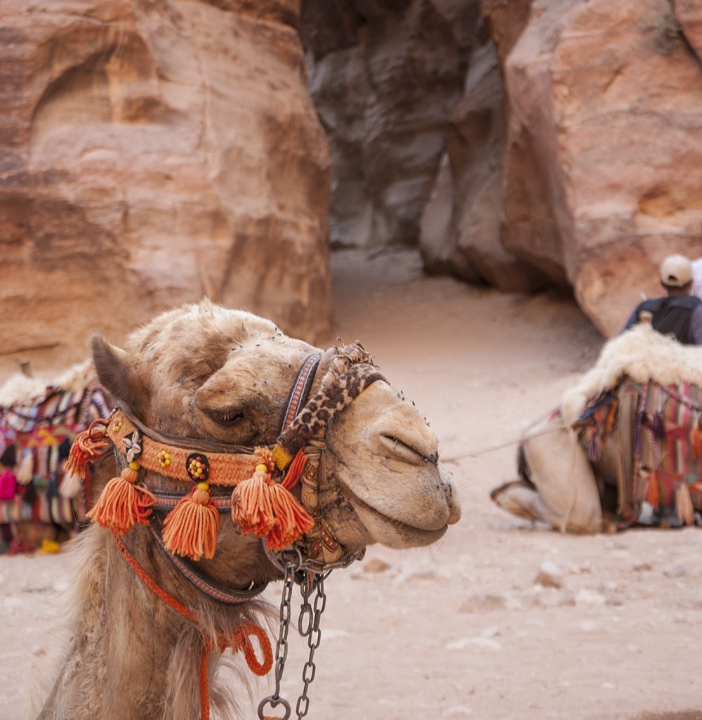 giordania sicura cammello petra