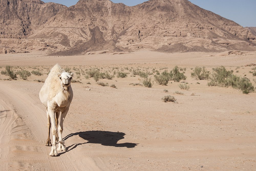 giordania wadi rum cammello