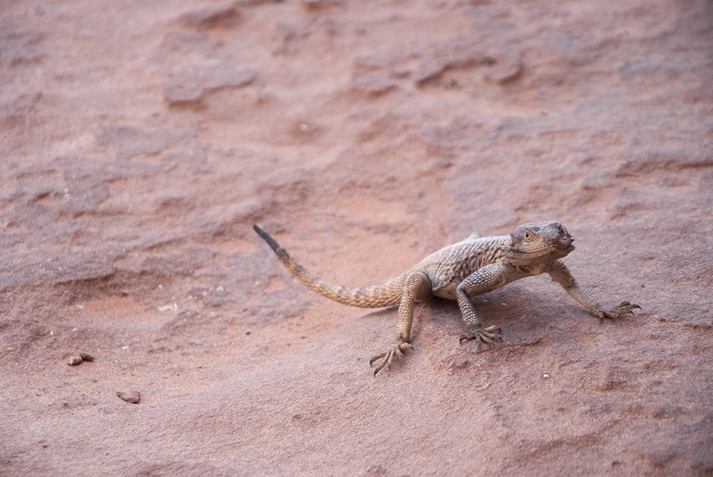 wadi rum lucertola lizard
