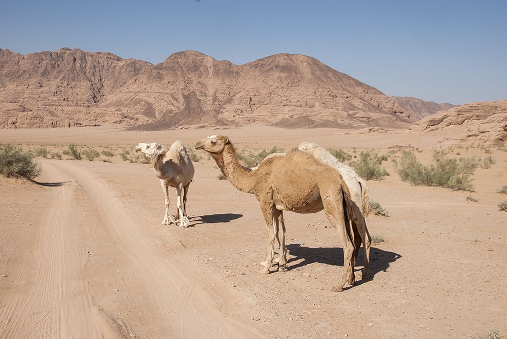 dromedari deserto giordania