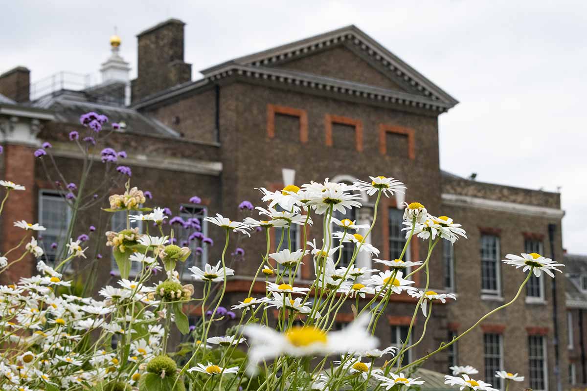 facciata palazzo reale e margherite