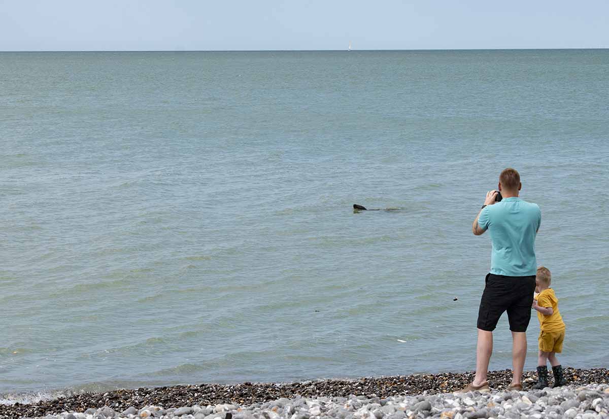 foca che nuota al birling gap