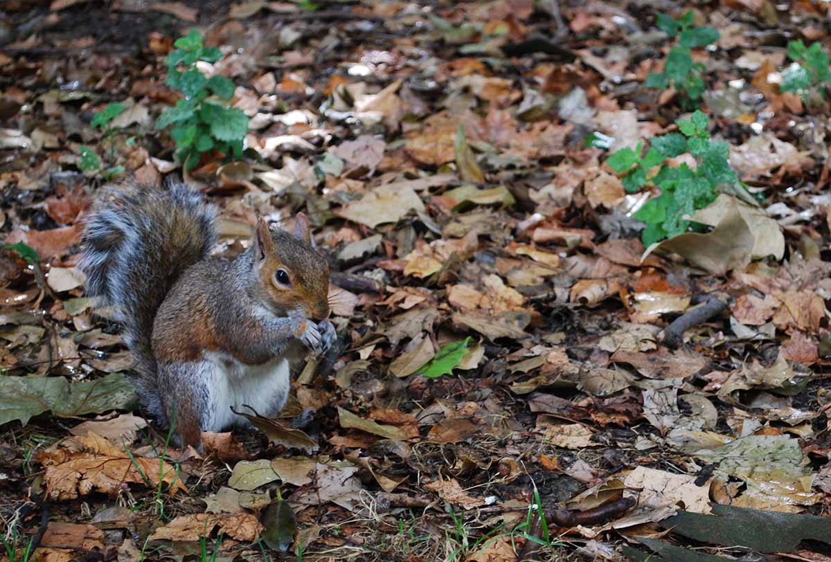 scoiattolo a st james park