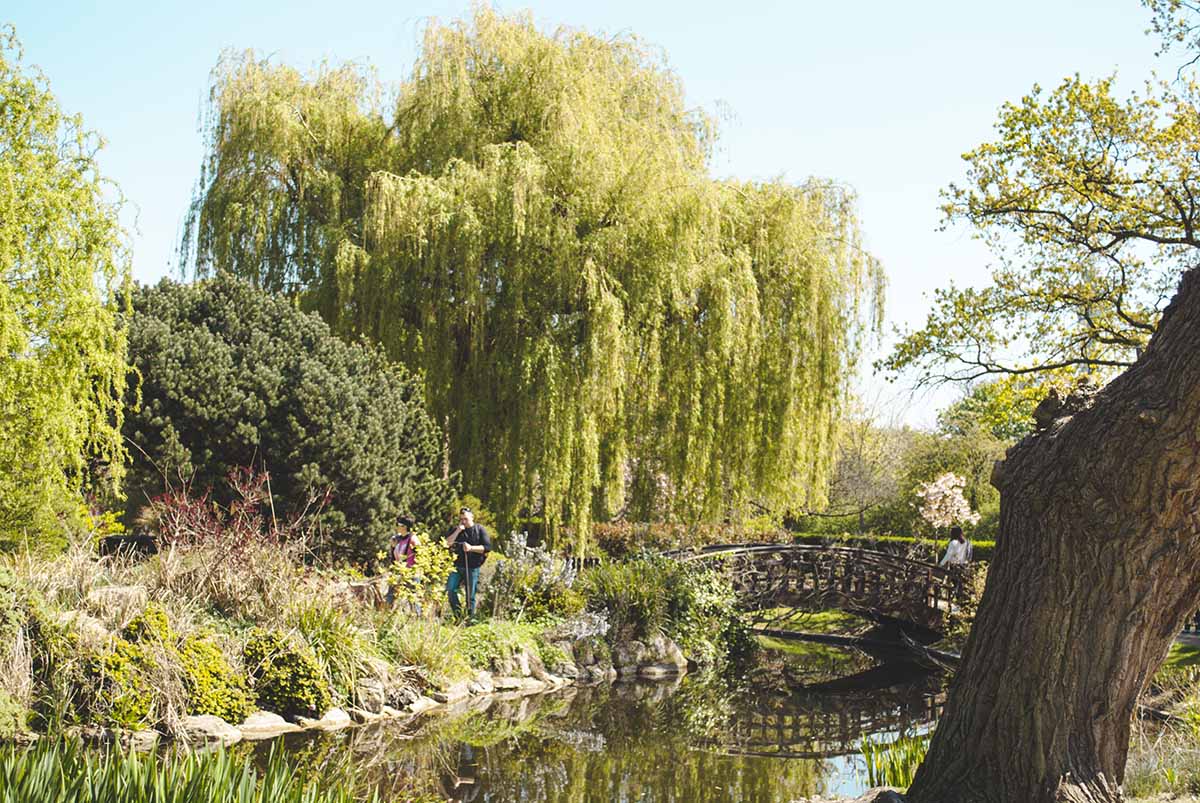 ponte albero e fiume a regent's park londra