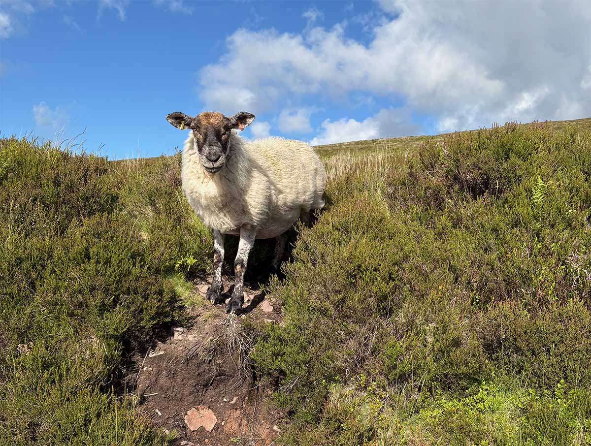 pecora che pascola a bordo strada nell'exmoor national park
